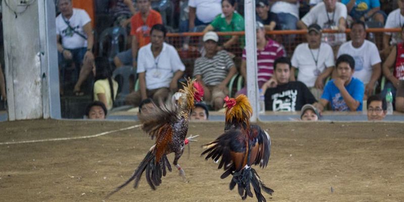 Định nghĩa về đá gà trực tuyến